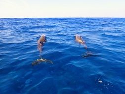 Dolphin swimming in Blue Water