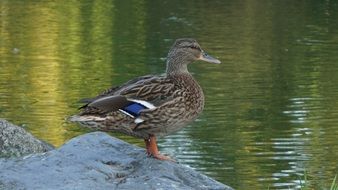 beautiful brown duck on gray stone in a wildlife park