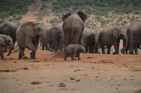 flock of wild elephants in africa