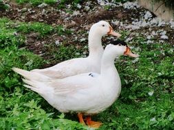two white geese on a farm