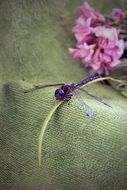 purple dragonfly on the stone