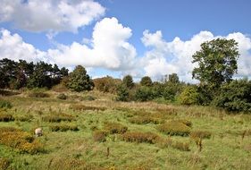 pasture panorama in the Netherlands