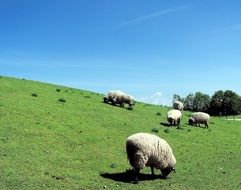 pasture with sheep in Germany