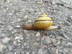snail on a stone road close-up
