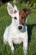 fox terrier on a lawn in the park