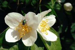 fly on apple flower