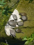 newborn turtles on the shore of a pond