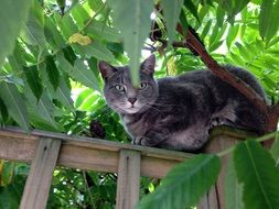 Cat is sitting on the fence