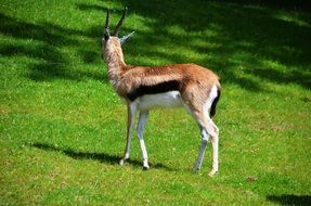 male gazelle on lawn in Zoo
