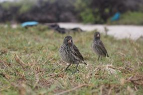 Darwin Finch Birds