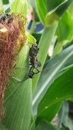 wheel bug, Arilus cristatus on corn leaf in field