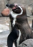 Antarctic penguin in profile on a blurred background