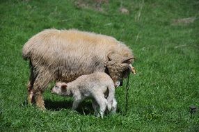 Sheep and Small Sheep in nature