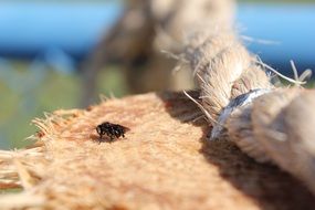 Macro photo of Black insect on a wood