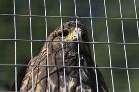 bird of prey behind the net, styria