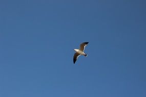 seagull flying in the free blue sky