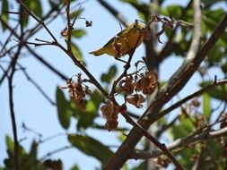 green bird on a branch