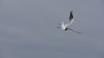 seagull is flying in the sky