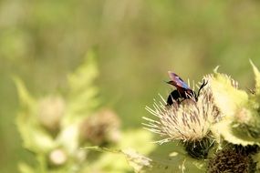 winged insect on the wild flower