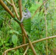 green lizard on a blade of grass