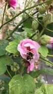 Bumblebee on pink Hollyhock Flower