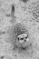 black and white photo of a meerkat in the desert