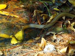 Culebra Bastarda snake