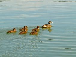 Ducklings in a lake