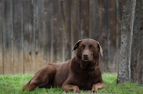 brown purebred dog near the wooden fence