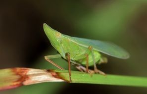 leafhopper on the blade of grass