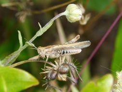 grasshopper on a plant among nature