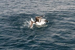 seagull splashing in the water