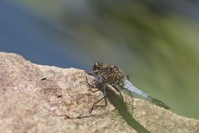dragonfly with transparent wings on a stone