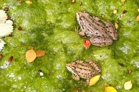 amazingly beautiful Frogs Animals