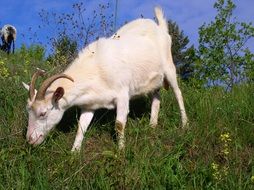 White goat is eating green grass