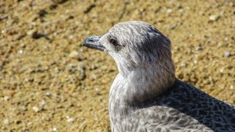 grey seagull in greece