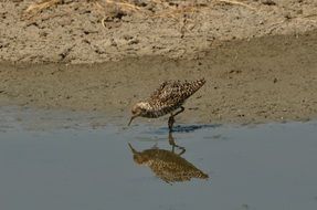 spotted brown bird reflected in water on a sunny day