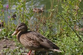 duck in grass on the shore near the pond
