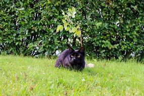black cat on the grass