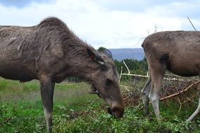moose on a green meadow