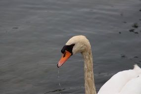 Portrait of wild Head of the swan in the water