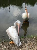 white wild cranes near the water