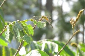 filigreed dragonfly in the tree stem