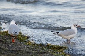 white and grey seagulls on Beach