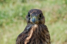 portrait of the Falco Bird