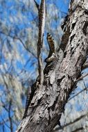 pleasant Iguana