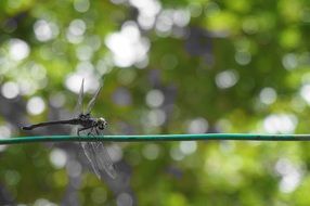 dragonfly on a green wire