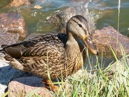 duck on a stone on the background of water