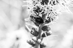 black and white photo of a bee on a flower