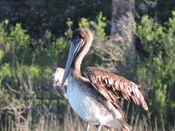 amazingly beautiful Pelican Bird